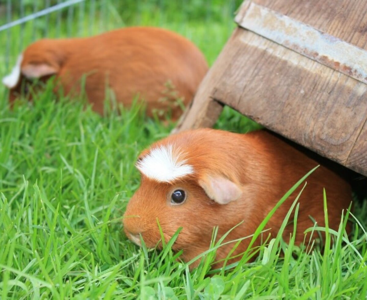 Two guinea pigs in the grassy outdoor area of the Farm House, with one near a wooden shelter.