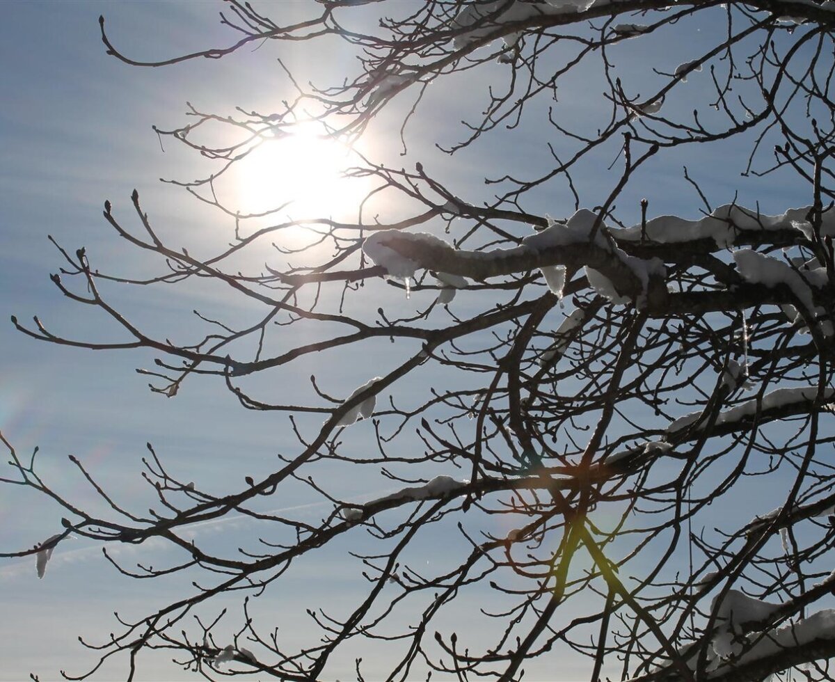 Snow-covered tree branches with icicles under a bright winter sky at the Farm House.