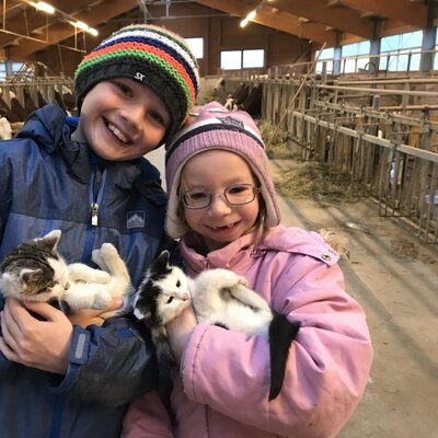 Children holding kittens inside the farm house barn, with cows visible in their stalls.