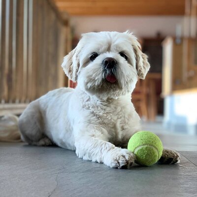 A light-colored dog lies on the floor next to a tennis ball inside the Farm House.