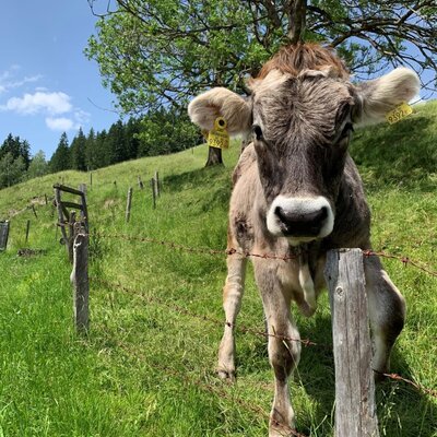 A young cow with ear tags stands in a green pasture behind a fence at the Farm House.