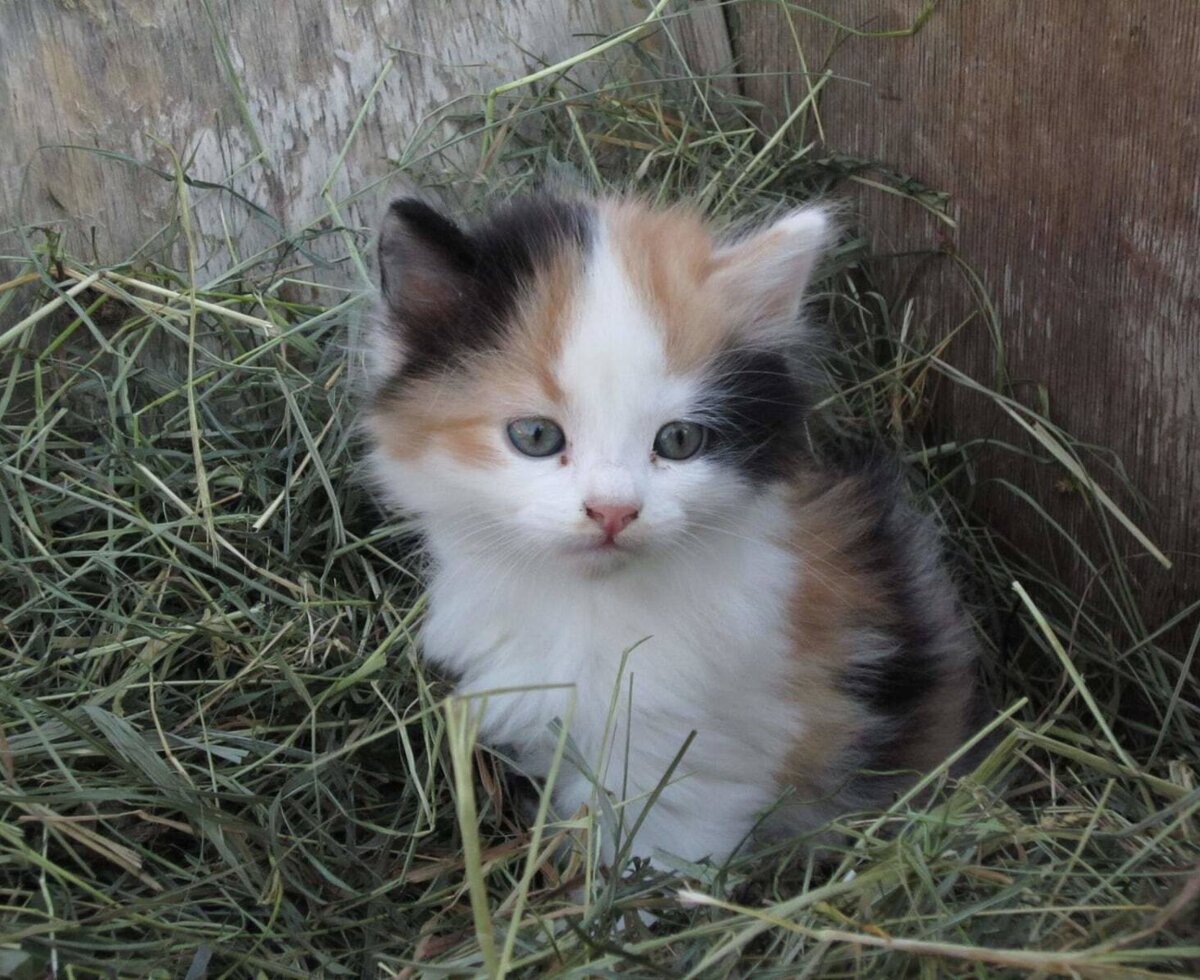 our lucky cat Murli