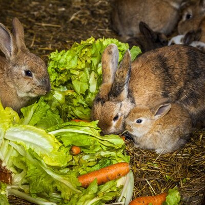 Hares