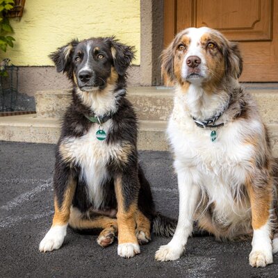 The friendly farm dogs, Dana and Fips, ready to warmly welcome you to the farmhouse.