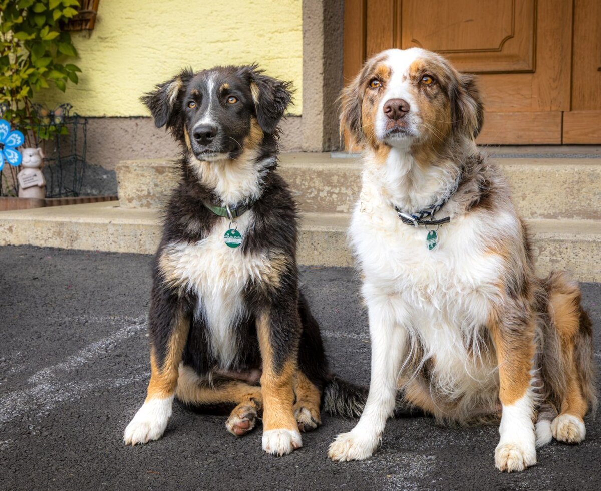 The friendly farm dogs, Dana and Fips, ready to warmly welcome you to the farmhouse.