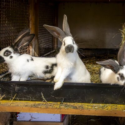 Adorable rabbits inside a cozy hutch at the Elmaugut farmhouse.