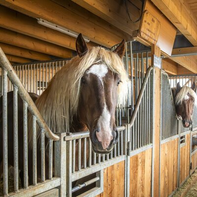 The farmhouse's handsome Noriker horses looking out from their well-kept wooden stable stalls.