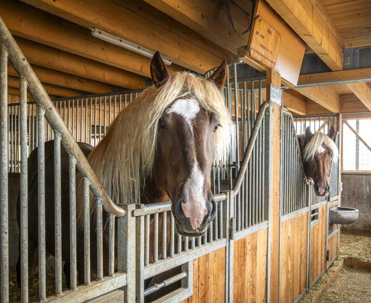 The farmhouse's handsome Noriker horses looking out from their well-kept wooden stable stalls.