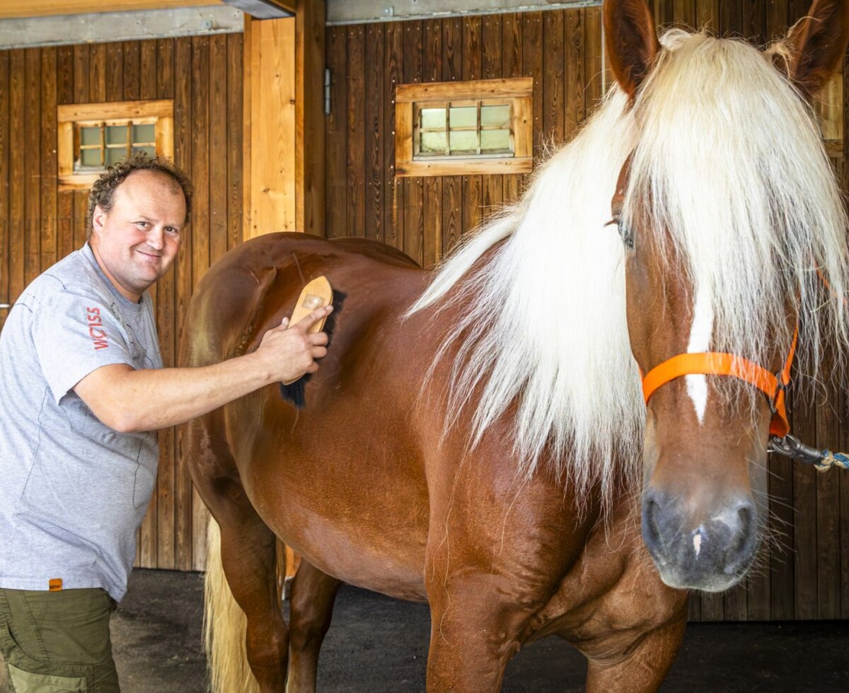 A glimpse of authentic farmhouse life as a beautiful Noriker horse is gently groomed outside the wooden stables.