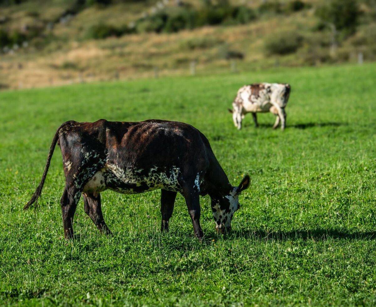 The farm's own cows grazing peacefully on the lush green pastures.