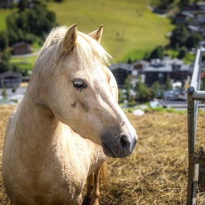 A friendly pony on the hotel's sunlit pasture, offering scenic views of the surrounding valley.