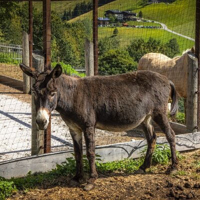 The rustic animal enclosure, home to a friendly donkey and horse against a backdrop of scenic green hills.