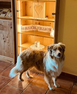 A friendly dog welcomes guests to the cozy farmhouse, standing in front of a warmly lit wooden display cabinet.