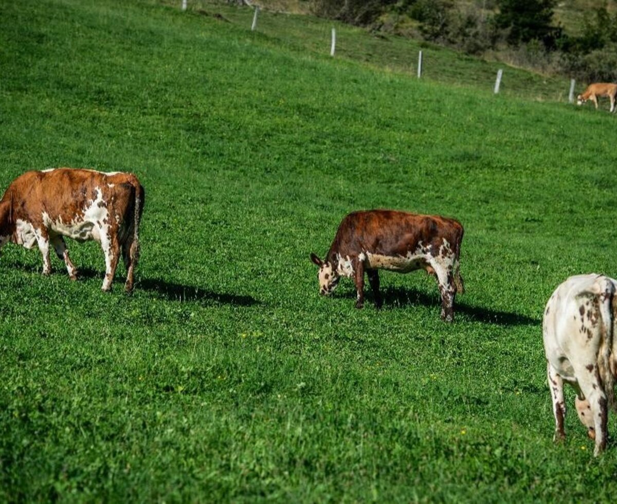 Cows grazing peacefully on the farmhouse's lush, green pastures.