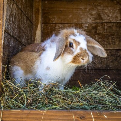 A brown and white rabbit resting in a wooden hutch at the Farm House.