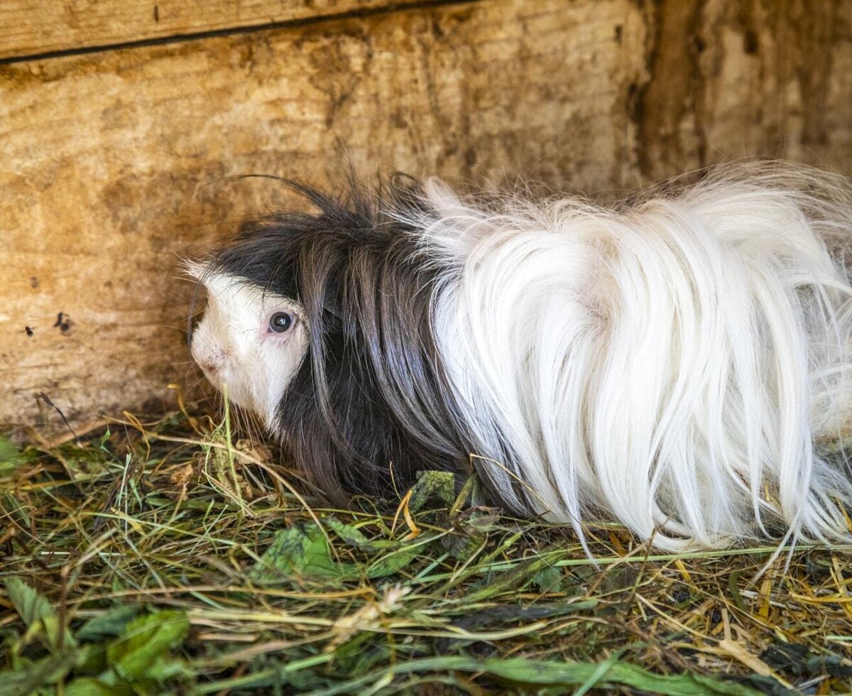 A long-haired white and black guinea pig on hay, representing the farm animals available at the Farm House.