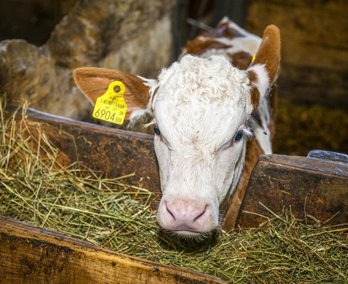 A calf feeding on hay from a wooden trough at the Farm House.