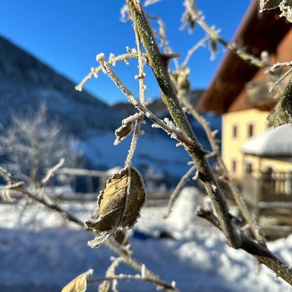 A frost-covered branch with leaves, set against the farm house