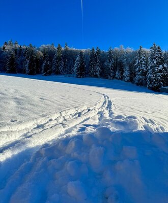 Ski tracks in the snow lead towards a snow-covered forest under a clear blue sky, showcasing the winter surroundings of the holiday home.