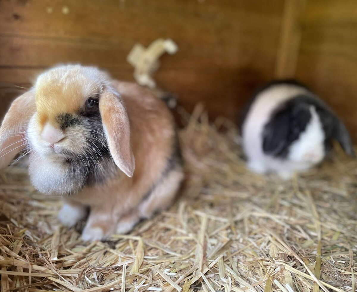 Two rabbits in a hutch on straw