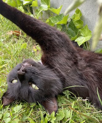 A black cat lying in the grass