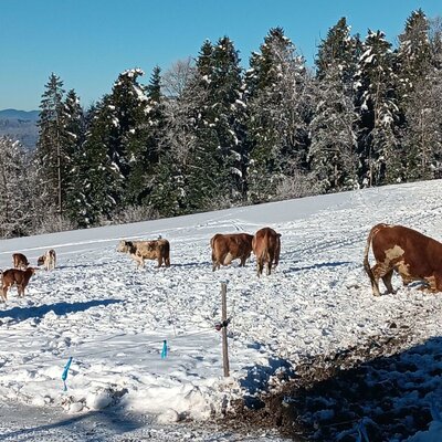 our cattle during winter turnout