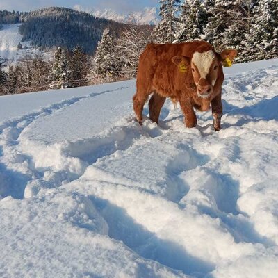 Edi in the powder snow.