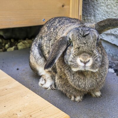 out Rabbit