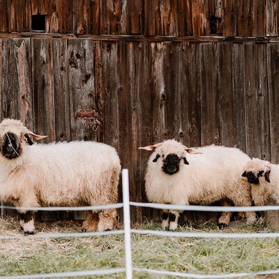 Sheep and lambs in front of a wooden barn on the grounds of the Bed and Breakfast.