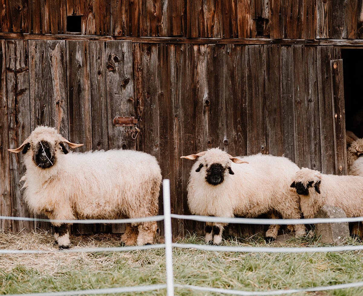 Sheep and lambs in front of a wooden barn on the grounds of the Bed and Breakfast.