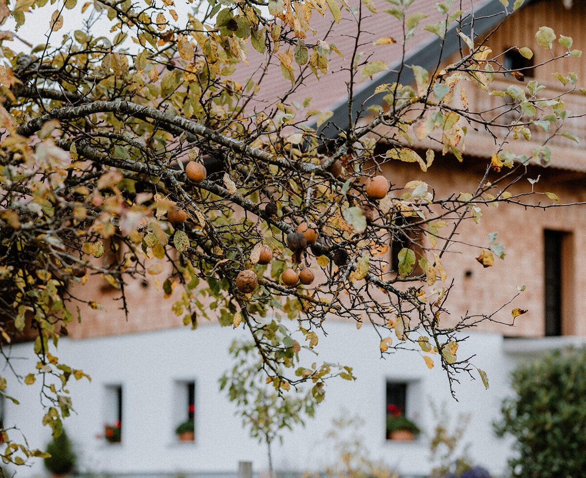 Exterior view of the farmhouse, partially visible behind a fruit tree with autumn leaves.