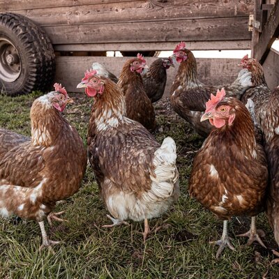 Chickens on the grass next to a wooden structure at the farmhouse.