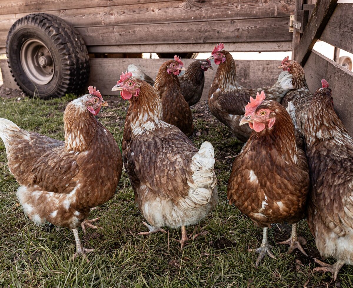 Chickens on the grass next to a wooden structure at the farmhouse.