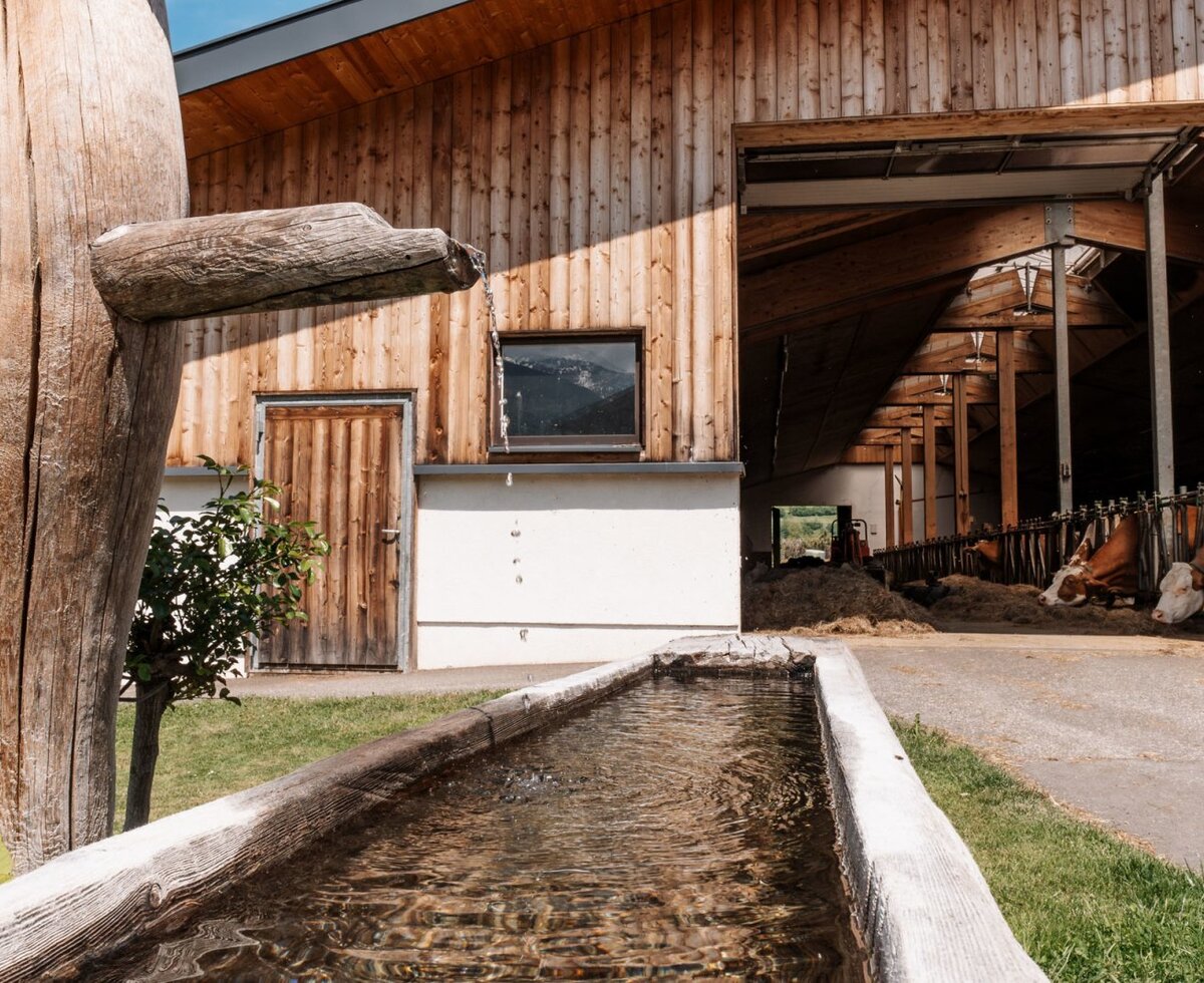 The barn of the farmhouse with cows and a wooden water trough.