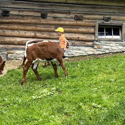 A child playing with a calf on the meadow in front of the farmhouse.