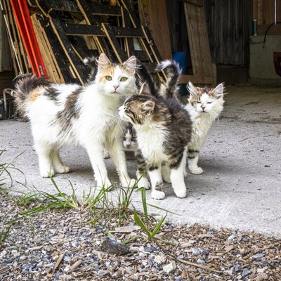 A group of curious cats on the welcoming farmhouse grounds.