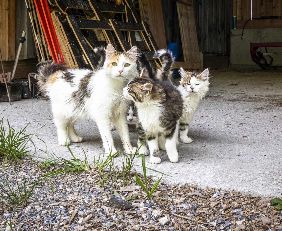 A group of curious cats on the welcoming farmhouse grounds.
