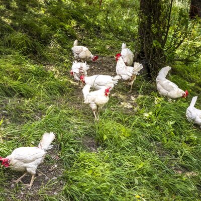 Free-range chickens roaming the lush green grassy slopes of the welcoming farmhouse.