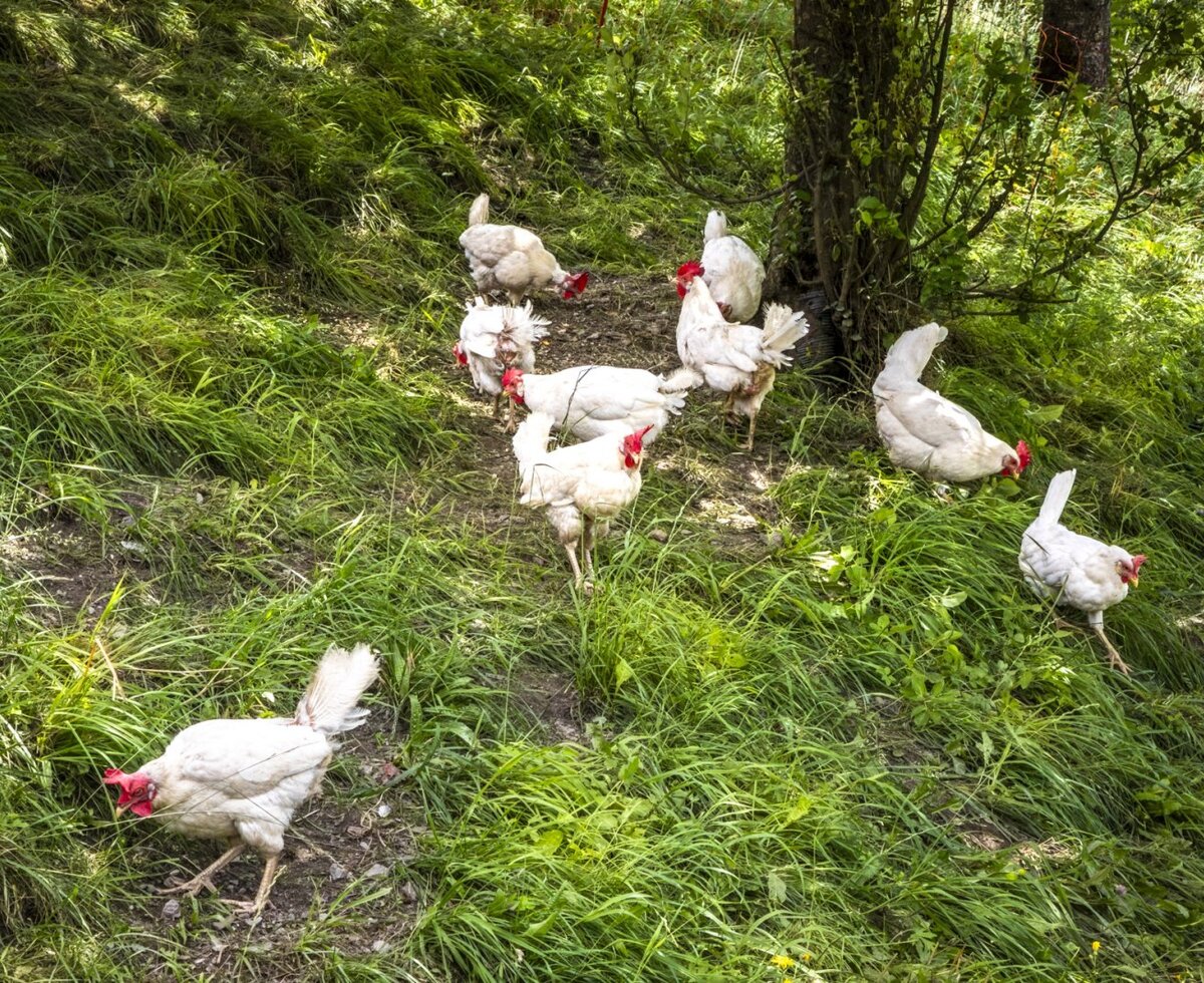 Free-range chickens roaming the lush green grassy slopes of the welcoming farmhouse.