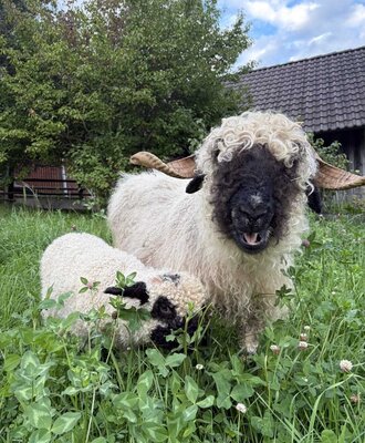 Two adorable Valais Blacknose sheep in the lush green meadow of the farmhouse.