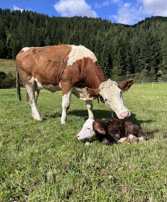 A cow with its young calf on the farmhouse's lush green pasture against a scenic forest backdrop.