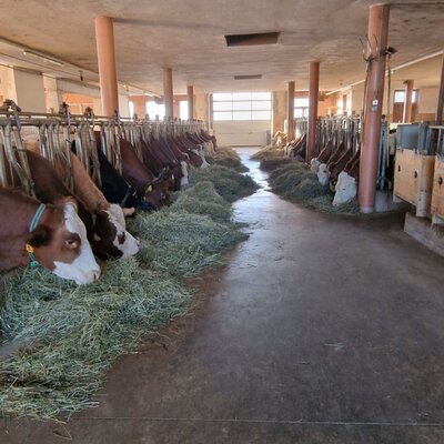 The cows in the barn