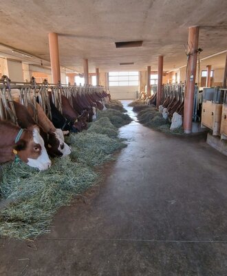 The cows in the barn