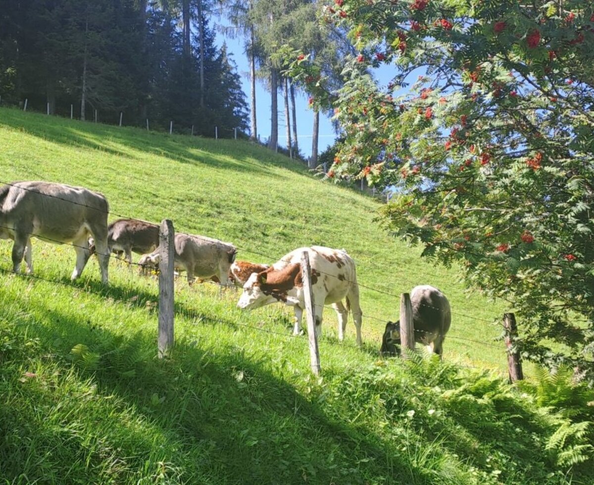 Cows grazing on the green meadow of the farmhouse, with trees in the background.