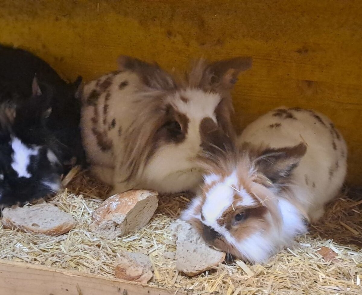 Four rabbits in the farmhouse hutch, sitting on straw and eating bread.