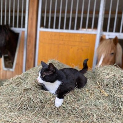 A black and white cat lies on hay with two horses visible in their stables at the Farm House.
