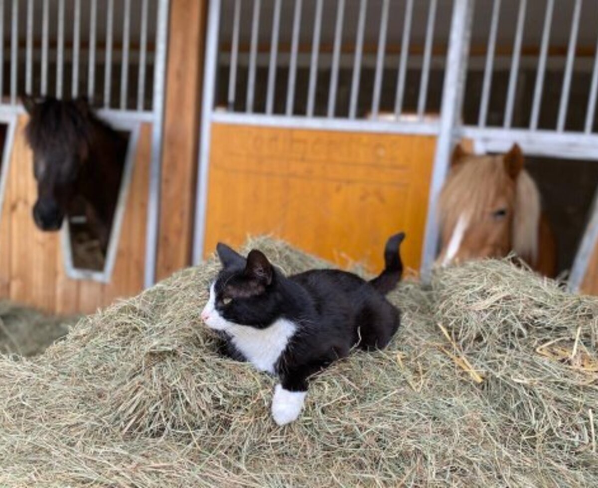 A black and white cat lies on hay with two horses visible in their stables at the Farm House.