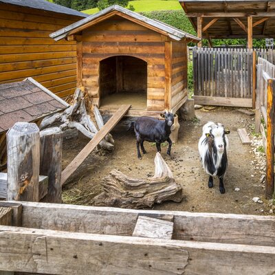 Two goats standing in their wooden enclosure with a shelter and feeding trough at the farm house.