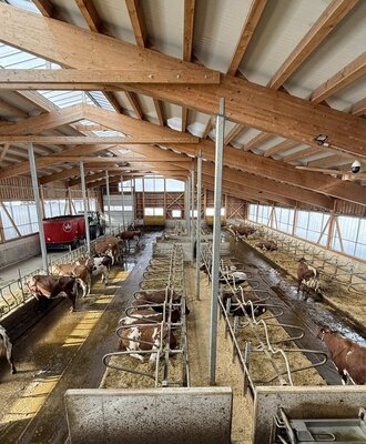 The cow barn at the farmhouse, featuring cows in stalls and a bright wooden roof structure.