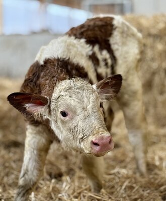 A brown and white spotted calf in the farmhouse barn, standing on straw.